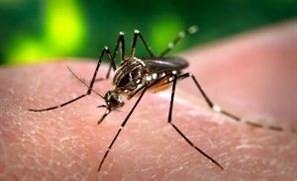 Maringá confirma 1.540 casos de dengue desde o começo do ano. 250  a mais do que em todo o ano passado. Em 2015, a cidade entrou em epidemia em agosto. Este ano, em abril